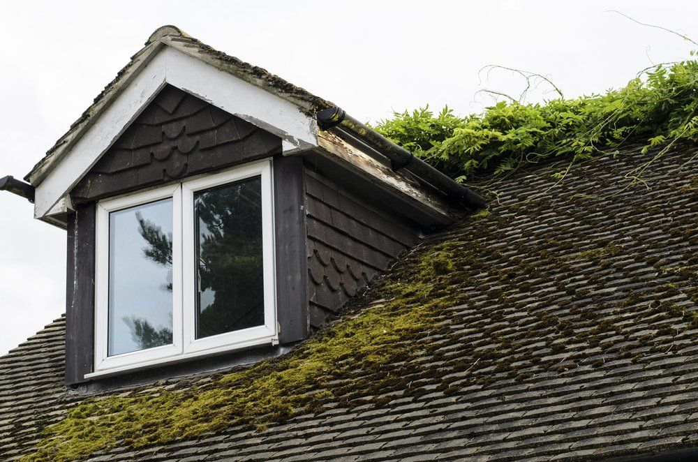 Roof on a house with alga, mold, and lichen overgrowth