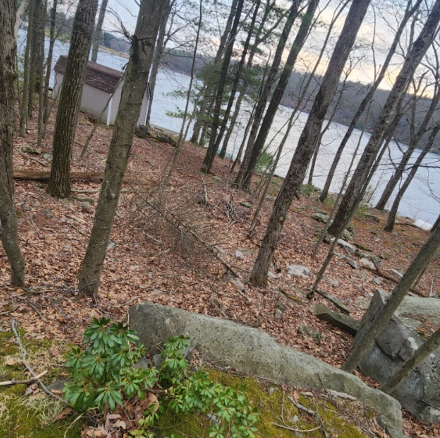 A wooded slope covered in brown leaves leads down toward a calm, light-colored lake with a small shed visible on the bank.