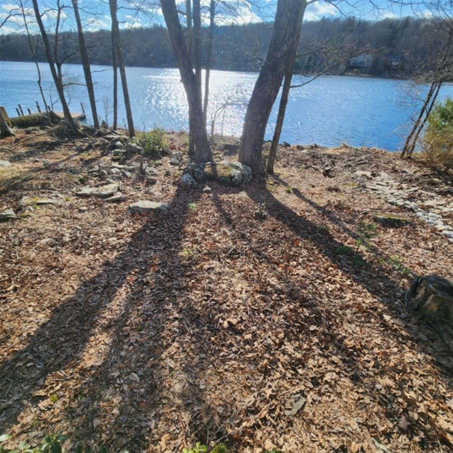Tall trees cast long shadows across a leaf-covered ground leading toward a sunlit lake.