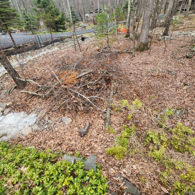 A brush pile of fallen tree branches sitting on a leaf-covered slope near a paved driveway and green landscaping.