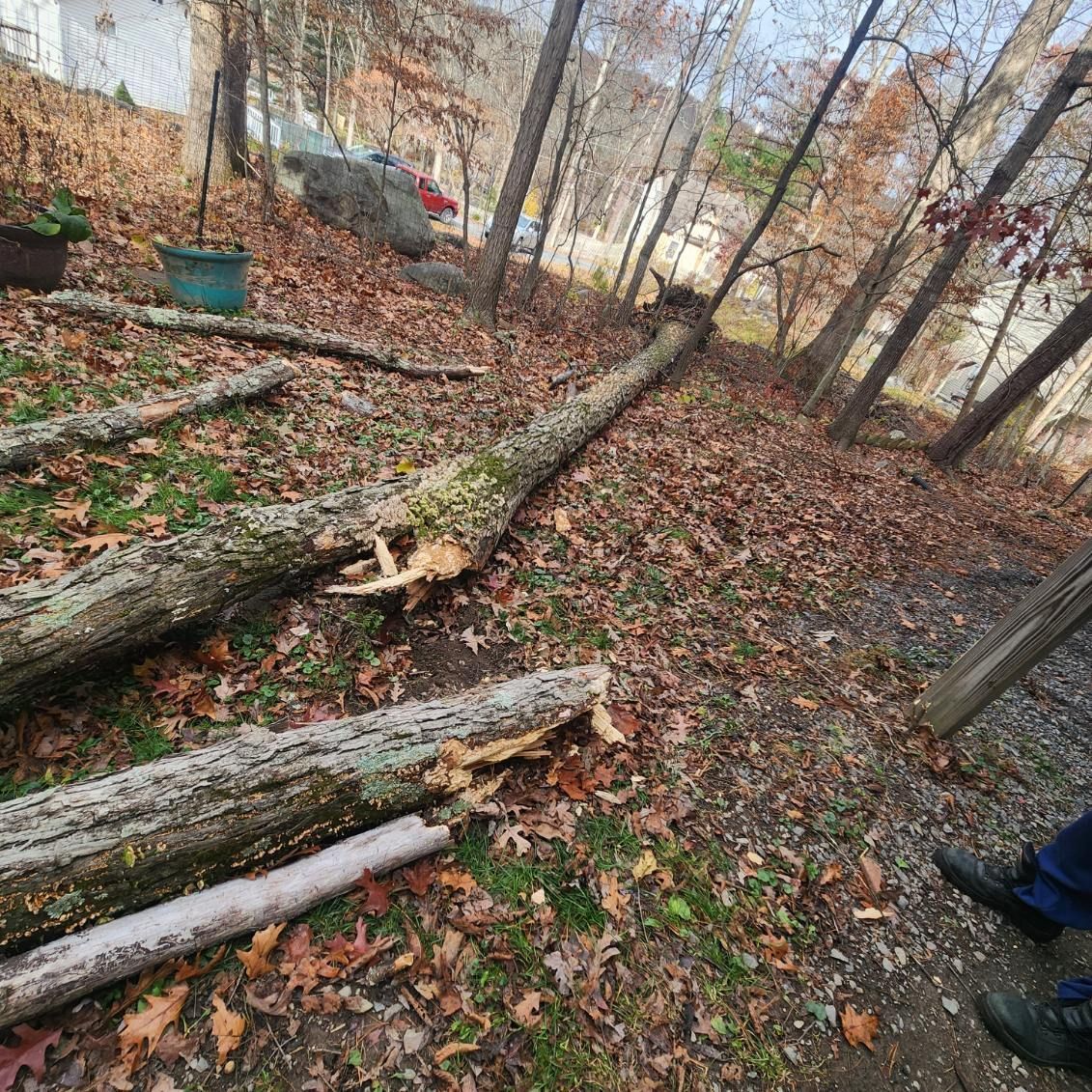 Fallen tree trunks lying on a leaf-covered ground in a wooded area near a driveway.