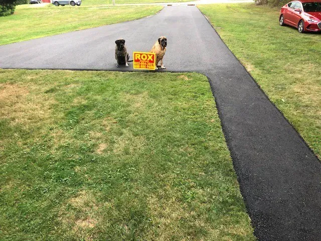 Dogs On Street - Burlington, VT - Rox Asphalt