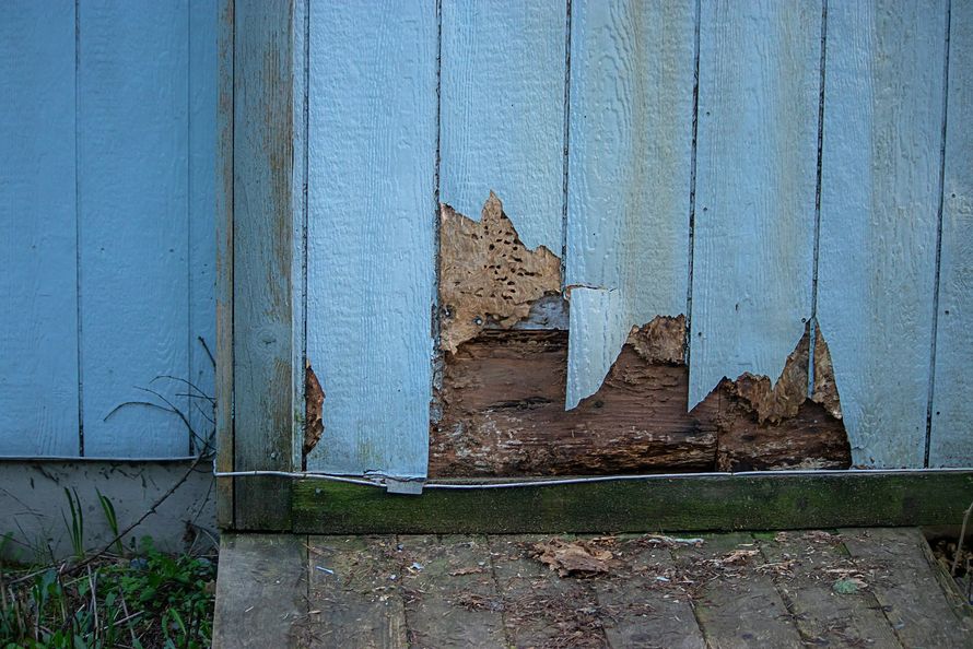 A close up of a blue wooden fence with termites eating it.