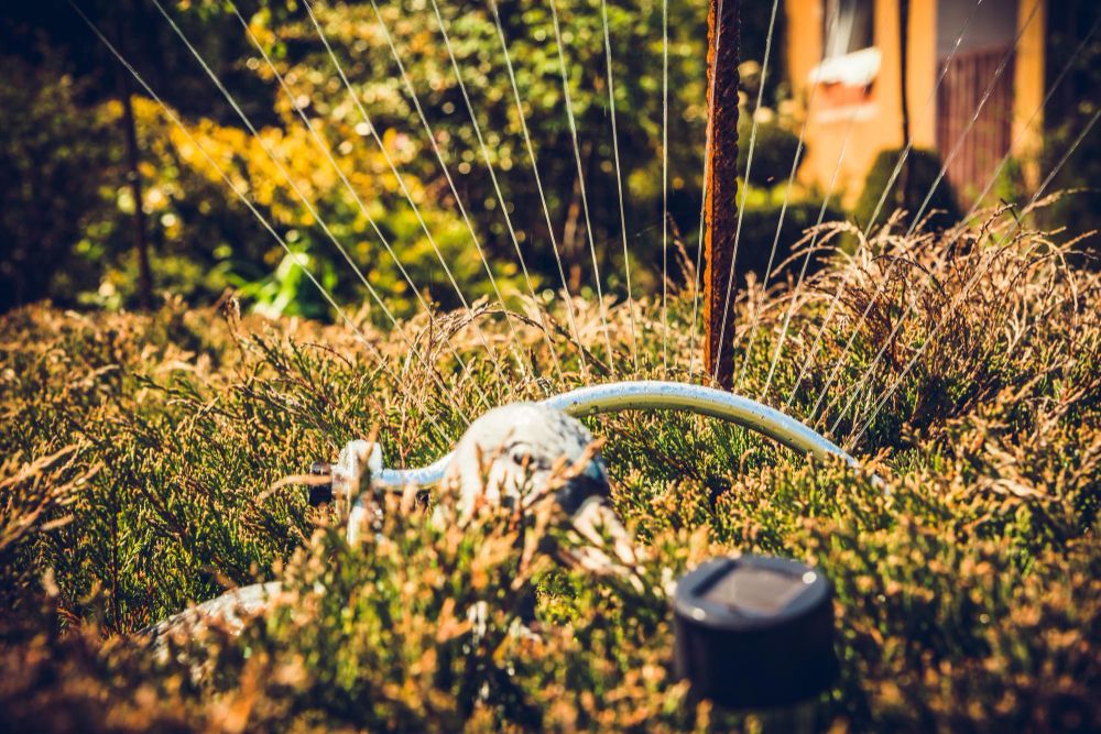 Sprinkler spraying water in a garden, with sunlit plants and a house in the background.