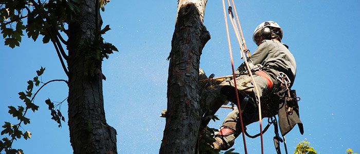 A tree worker wearing safety gear climbs a tree, secured by ropes against a bright blue sky.