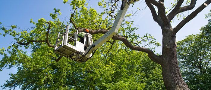 A tree trimmer in a lift basket cutting a tree branch against a blue sky.