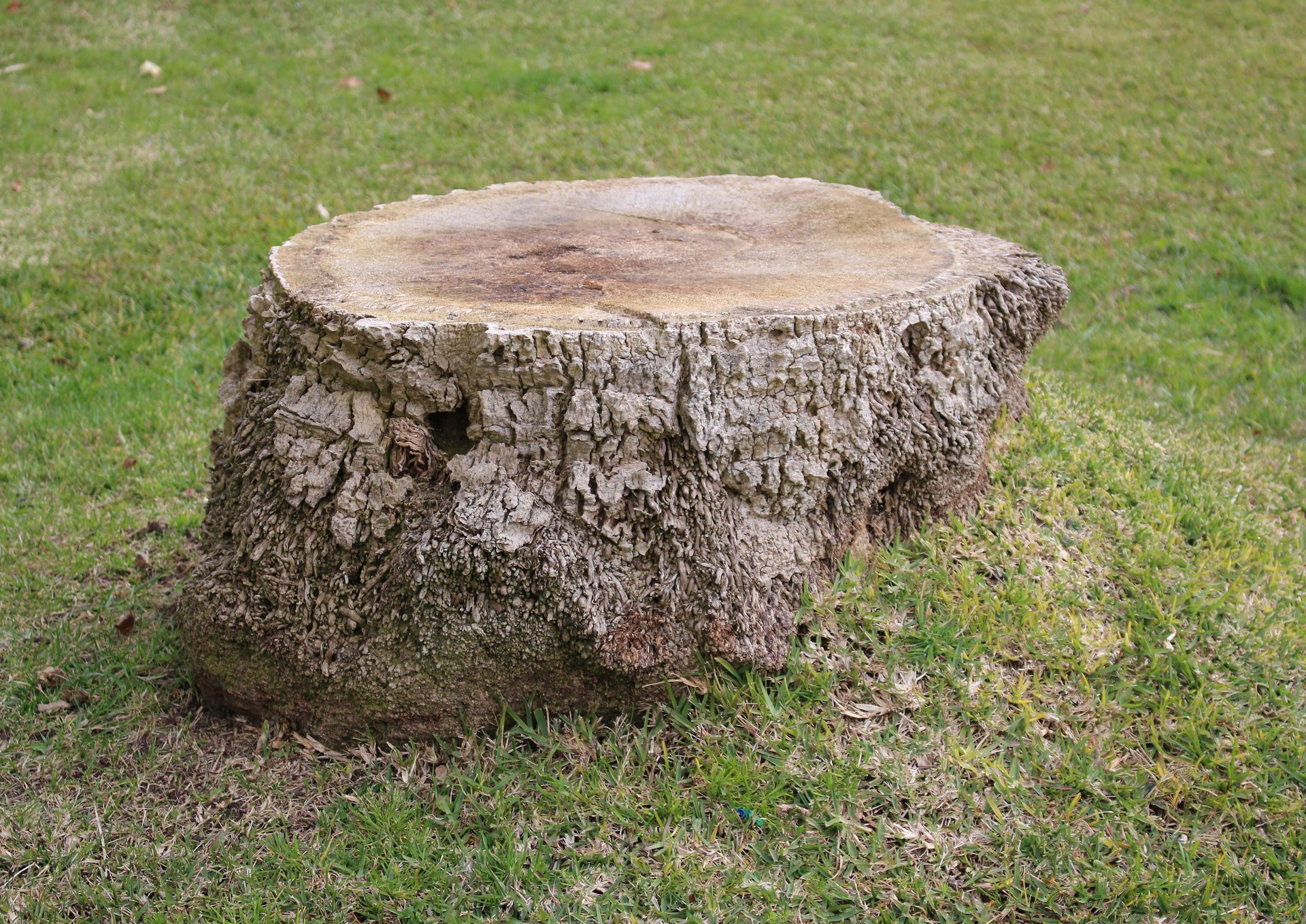 Tree stump in grassy yard. Brown wood, rough bark, on green grass.