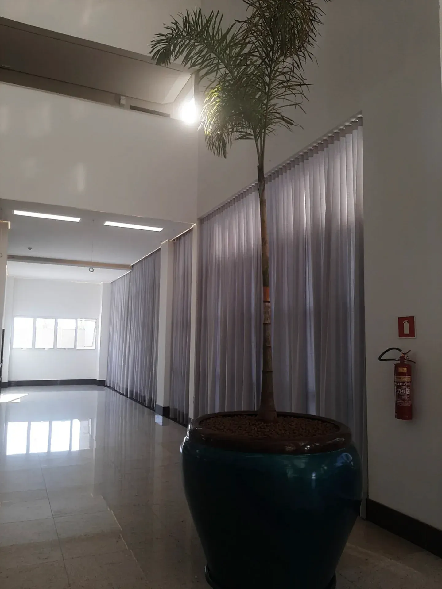 Palmeira alta em vaso num vaso azul-petróleo num corredor com cortinas brancas e um extintor de incêndio.