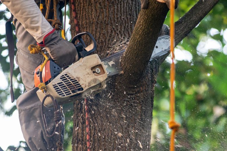 A man is cutting a tree branch with a chainsaw.