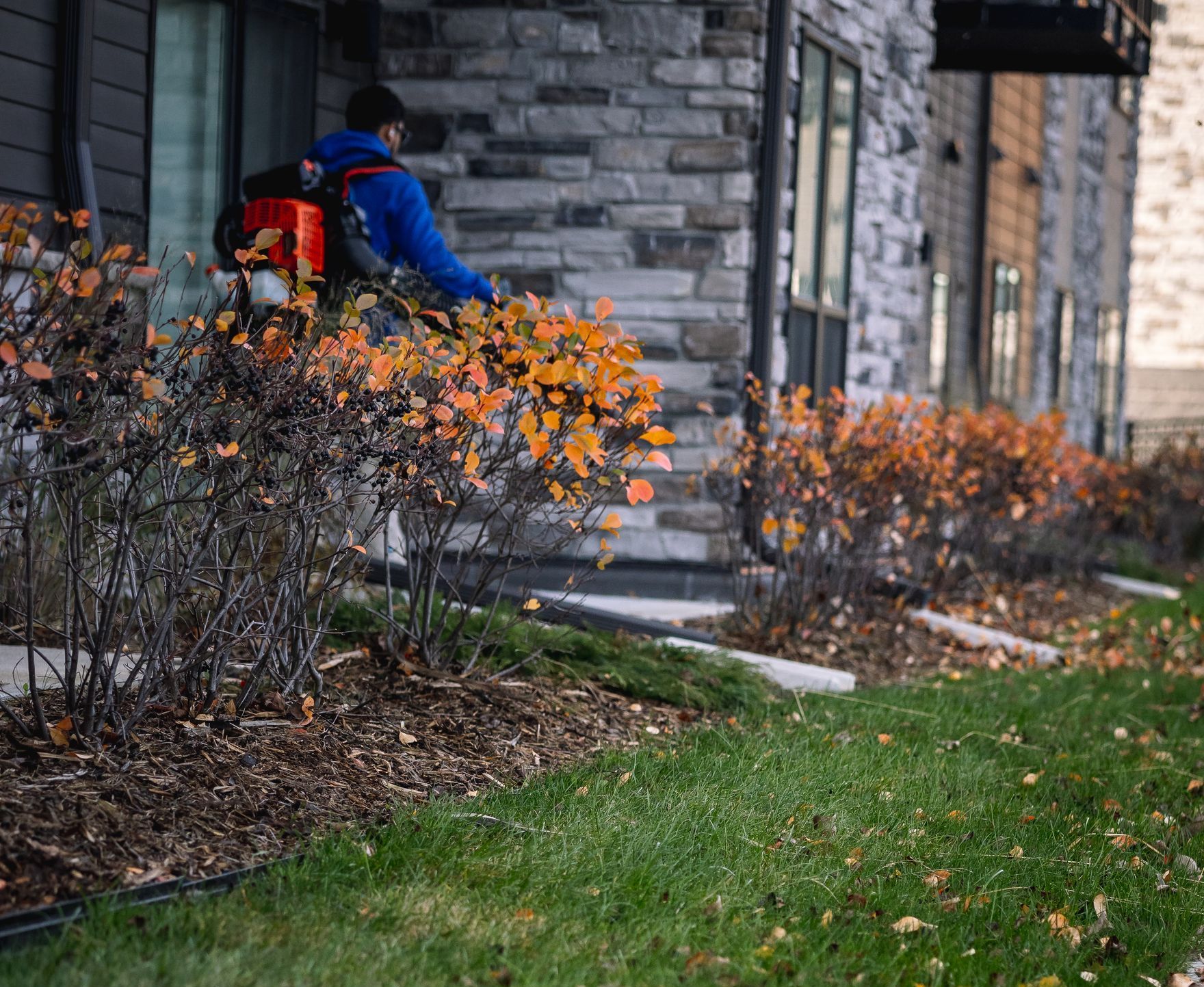 A man is blowing leaves from a bush in front of a building.