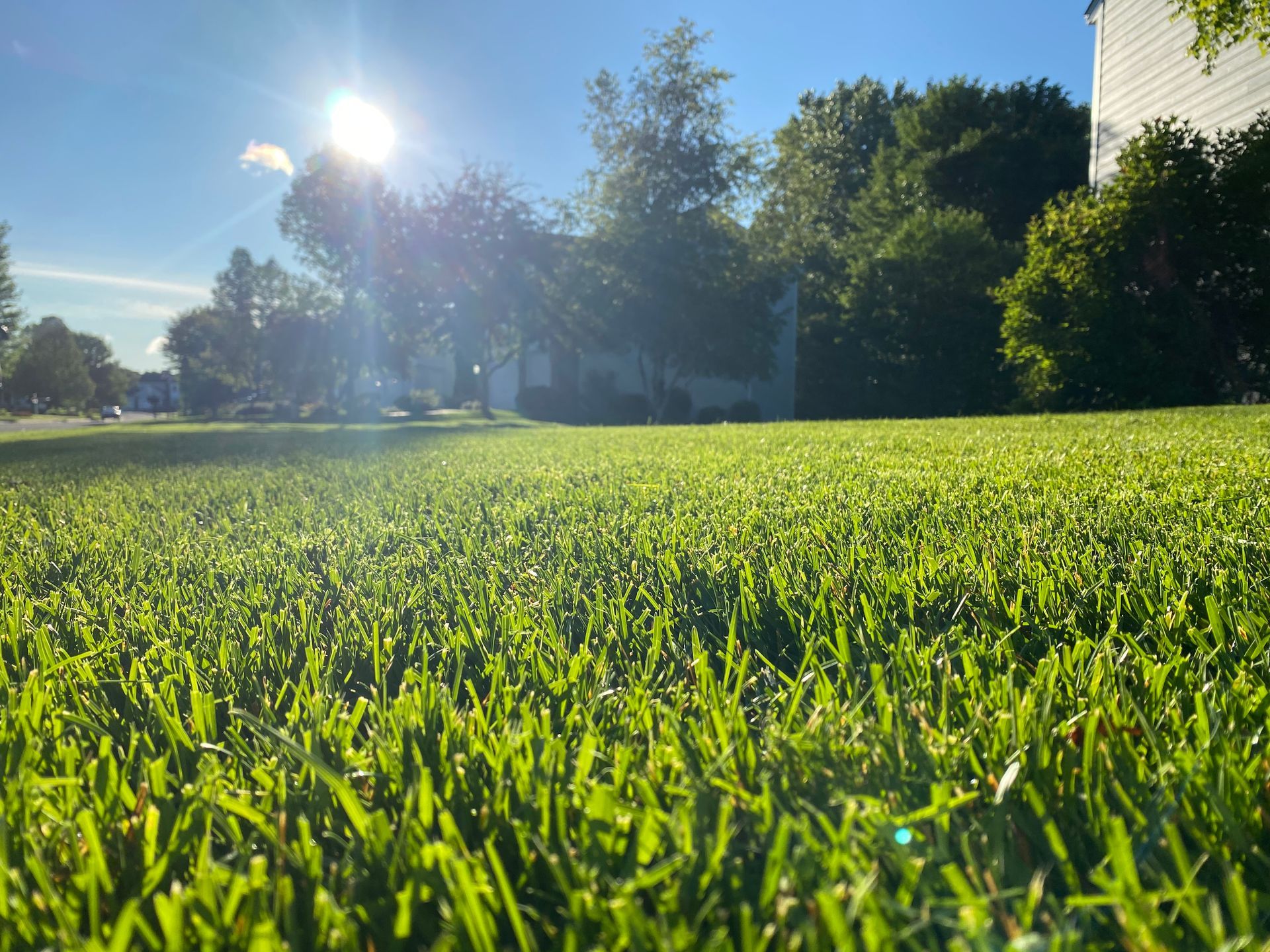 A lush green lawn with trees in the background and the sun shining through the grass.