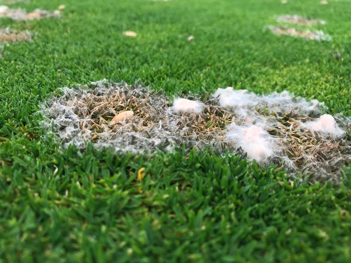A close up of a patch of grass with white spots on it that are snow mold