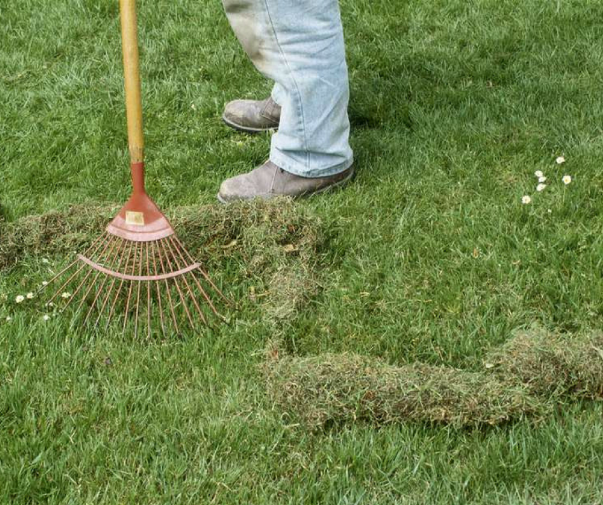 A person is raking grass on a lush green lawn.