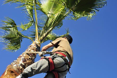 man climbing palm tree