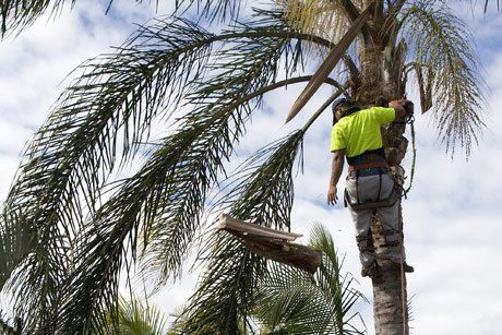 man in tree trimming palm tree
