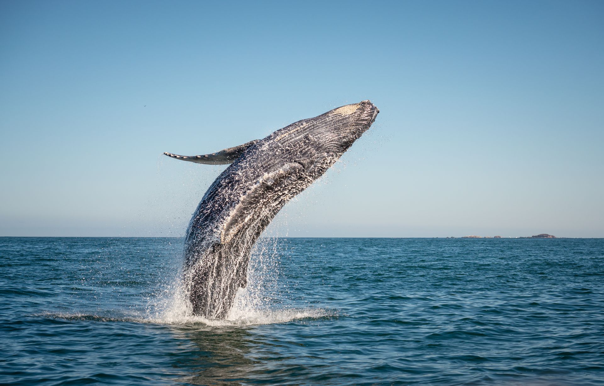 A humpback whale is jumping out of the ocean.
