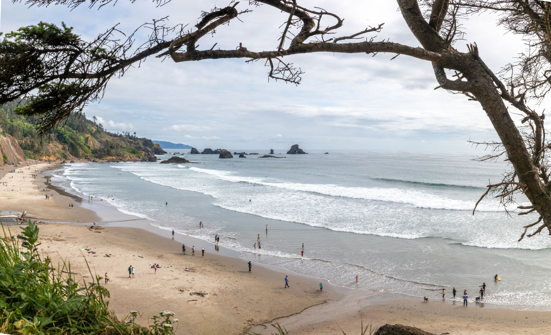 A view of a beach with a tree in the foreground