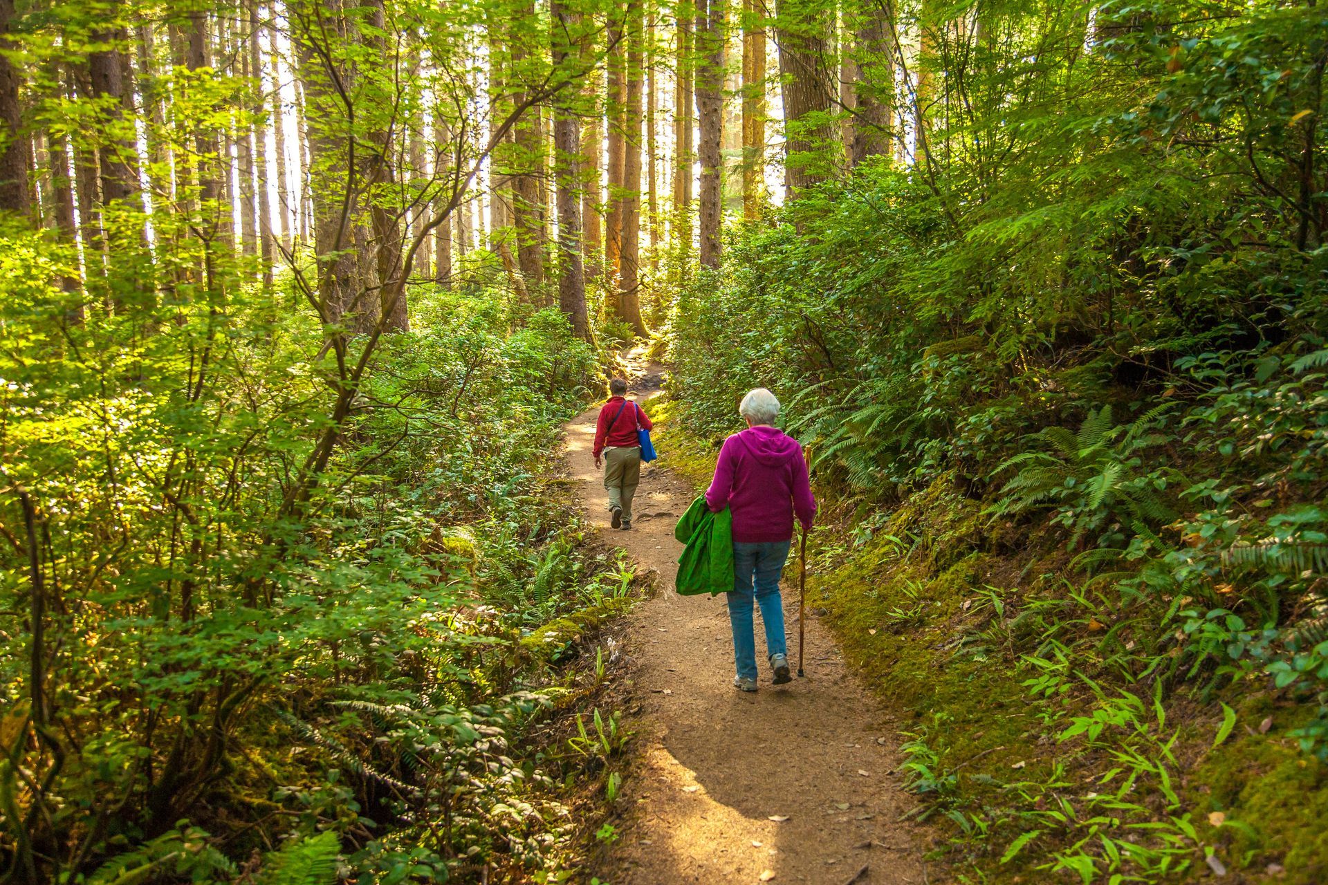 Two people walk a sunlit forest trail lined with green foliage and tall trees.