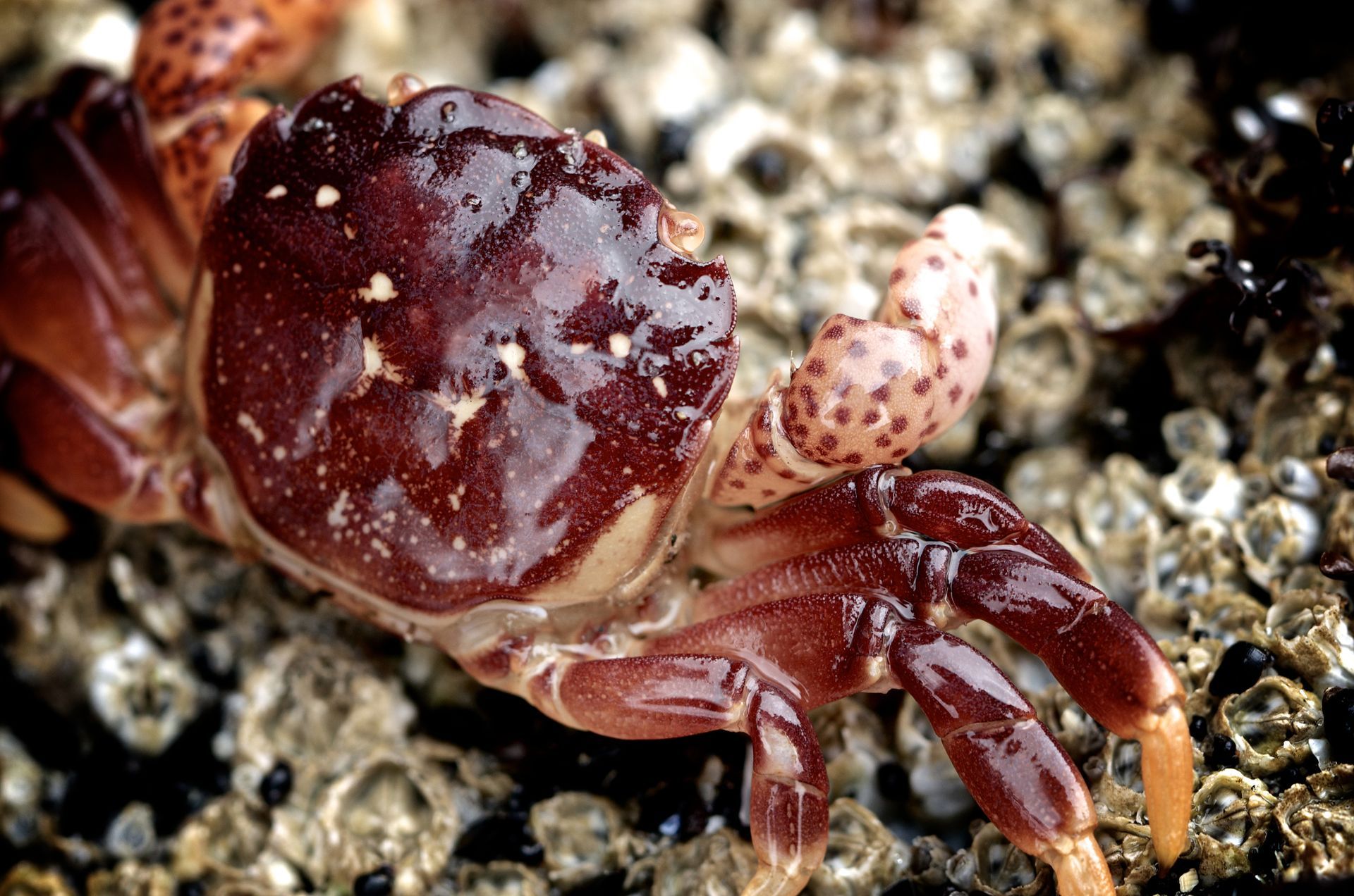 Dark red crab on a rocky surface with a spotted claw.