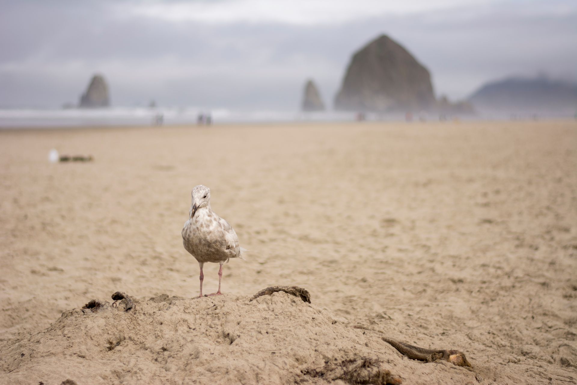 A seagull is standing on a sandy beach.