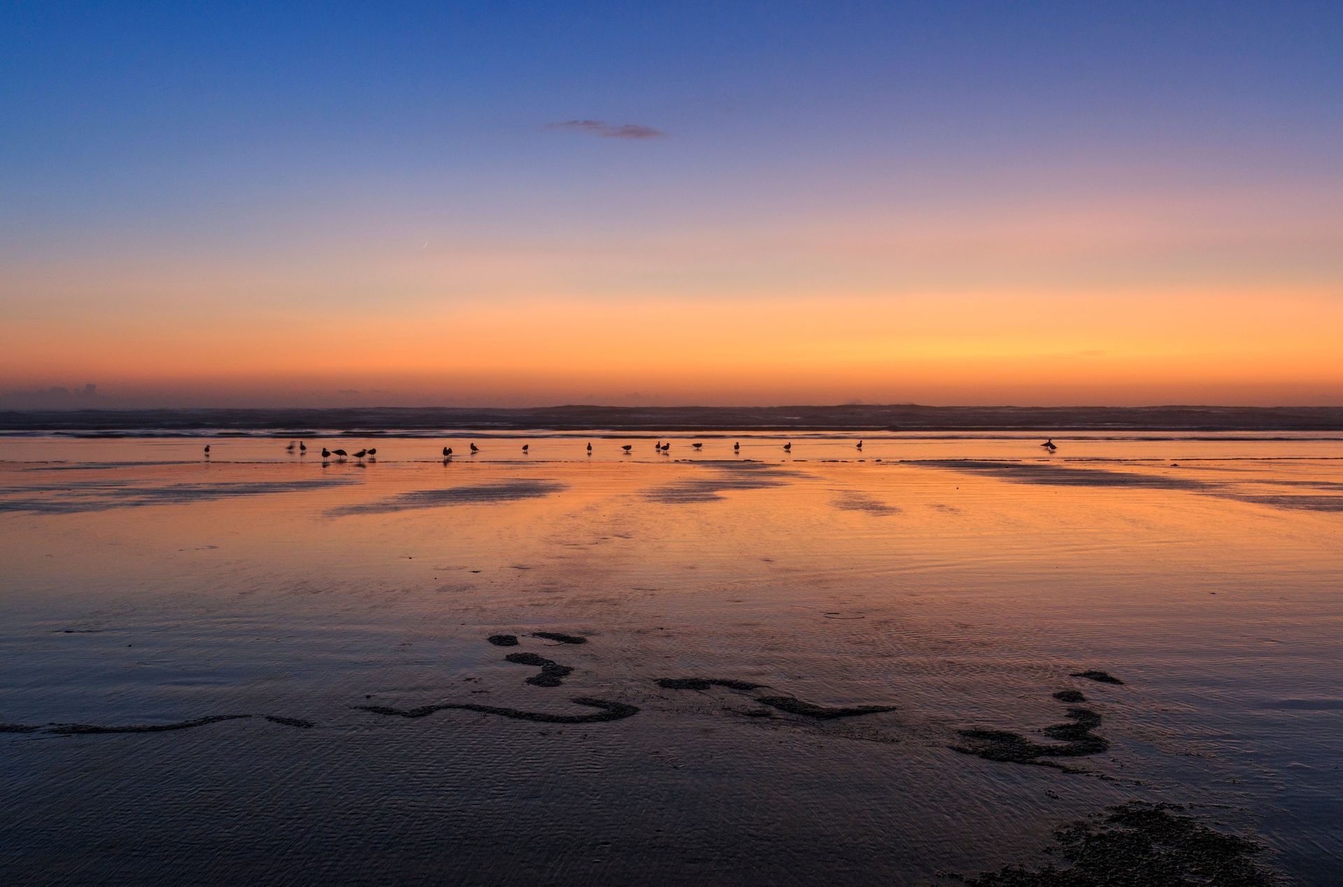 A group of flamingos are standing in the water at sunset.