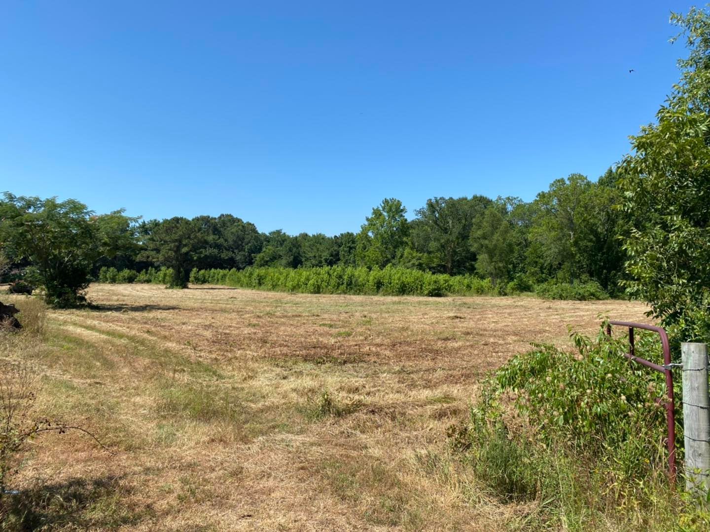 Land clearing after photo