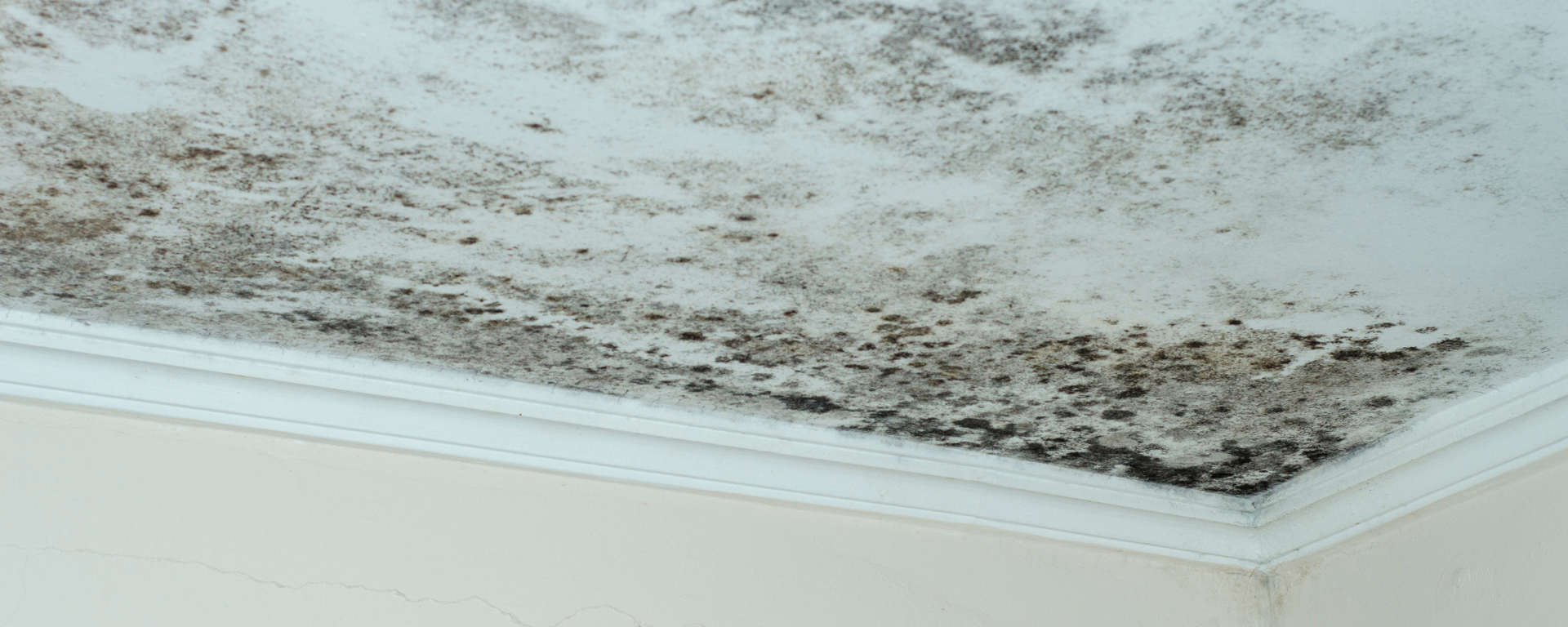 What is a Mold, Water & Fire Damage Restoration Business