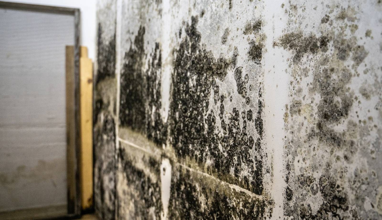 Entrepreneur reviewing franchise investment opportunity in the mold and water damage industry