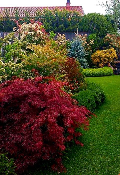 Giardino lussureggiante con vivaci foglie rosse, gialle e verdi; una conifera blu e un prato verde.