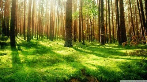 La luce del sole filtra attraverso un'alta foresta di pini, illuminando il verde suolo della foresta.
