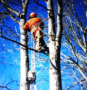 Tree Company - Branch Removal in Fairhaven MA