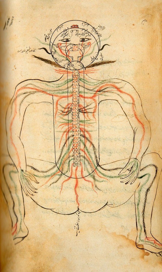 Manṣūr’s Anatomy (tashrīḥ-i Manṣūrī).