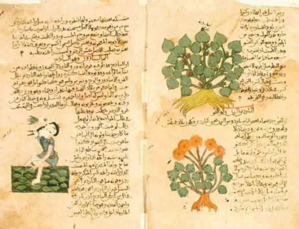 Arabic translation of Dioscorides’ Medical Substances