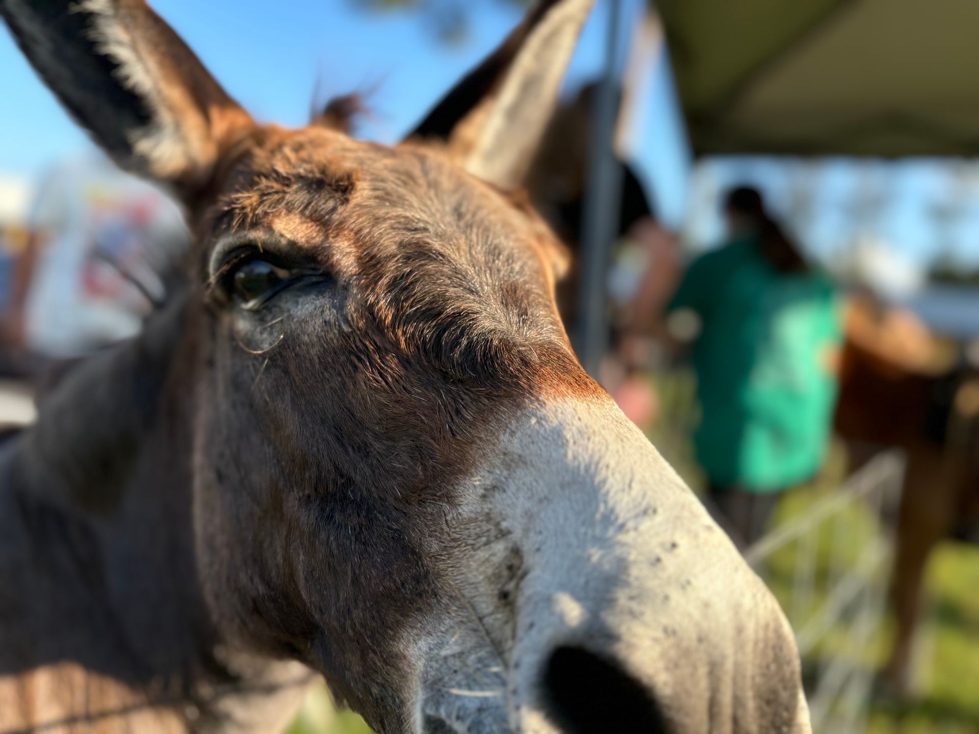 Two ducks with light brown and speckled feathers stand on the ground near a wire fence.