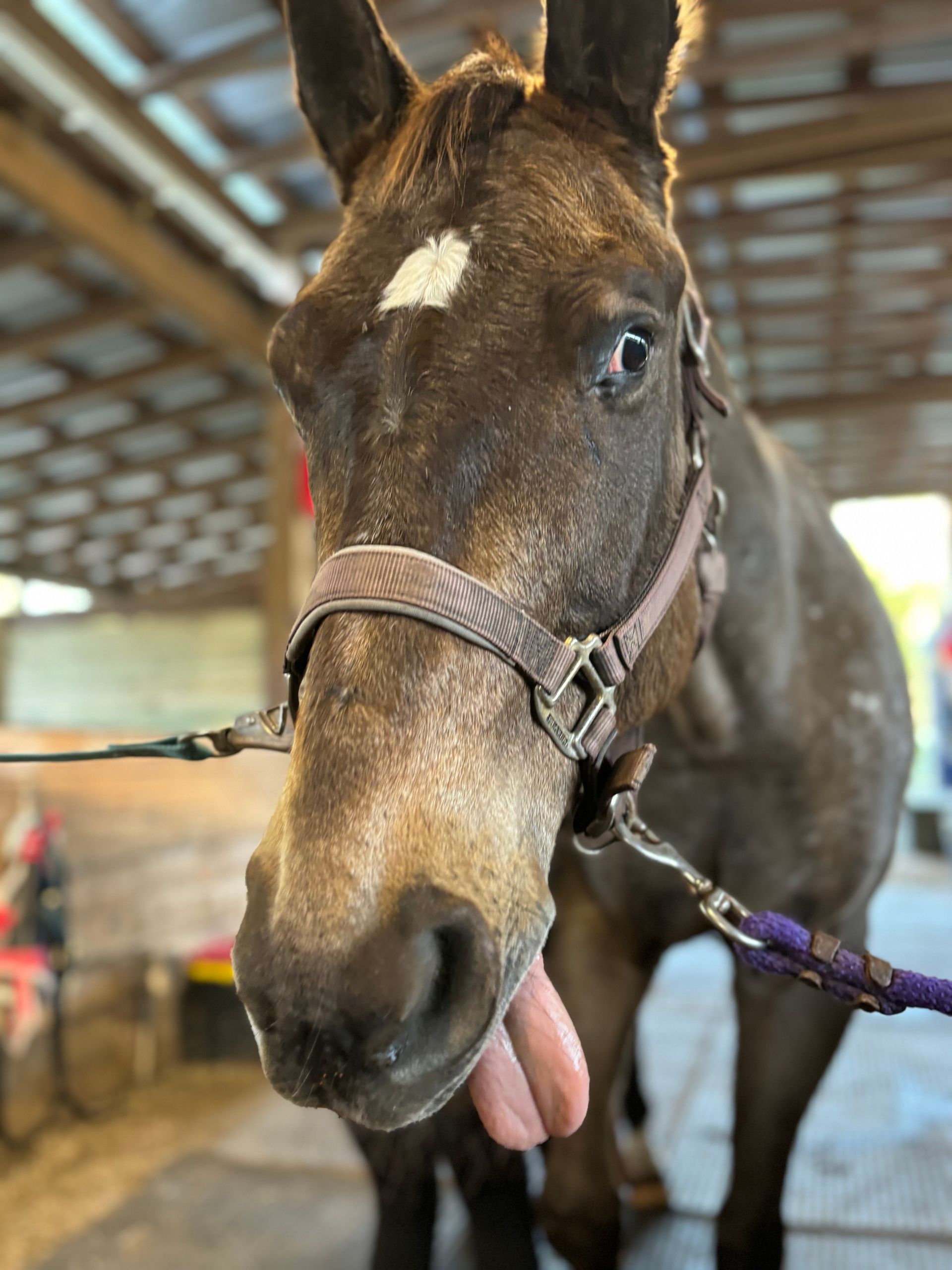 Pony saddled up outside a building with glass windows,