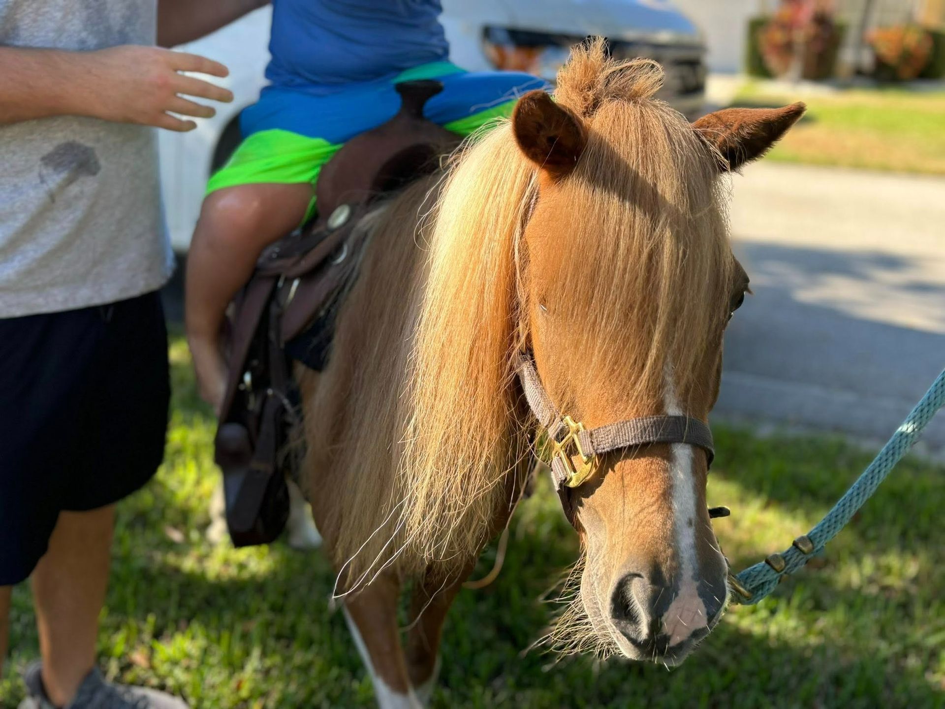 A small brown pony with a rider wearing a saddle and bridle on grass, with a person holding the pony's lead.
