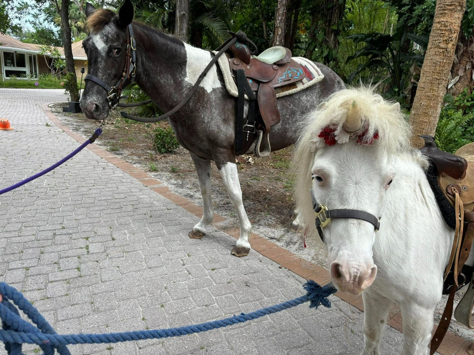 Two saddled horses, one gray-and-white, one white, stand side-by-side on a paved path, with a rope tied to one.