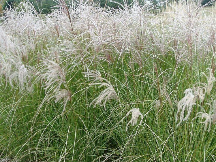Miscanthus sinensis sarabande garden grass