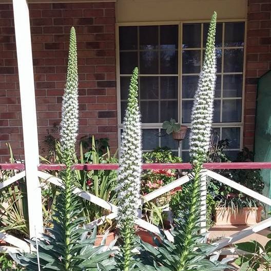 Echium simplex - My favourite plant