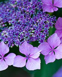 violet hydrangea