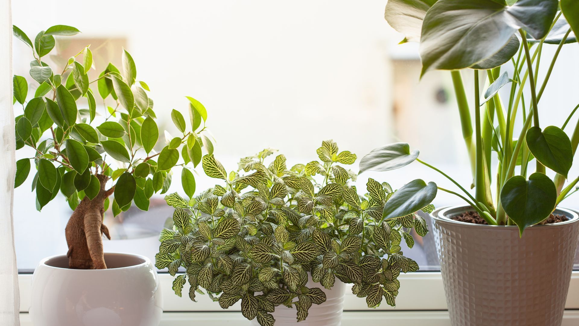 indoor green plants