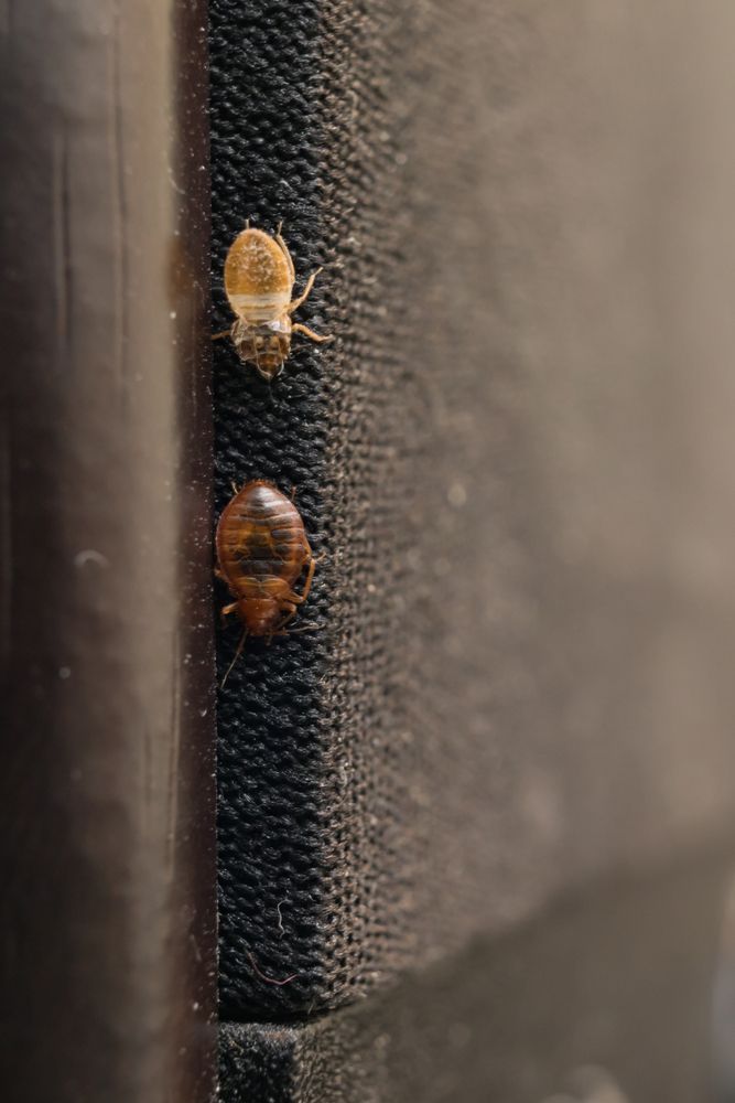 Two Bed Bugs on a Textured — Phil Lindfield's Big Red Carpet Cleaning In Forster, NSW