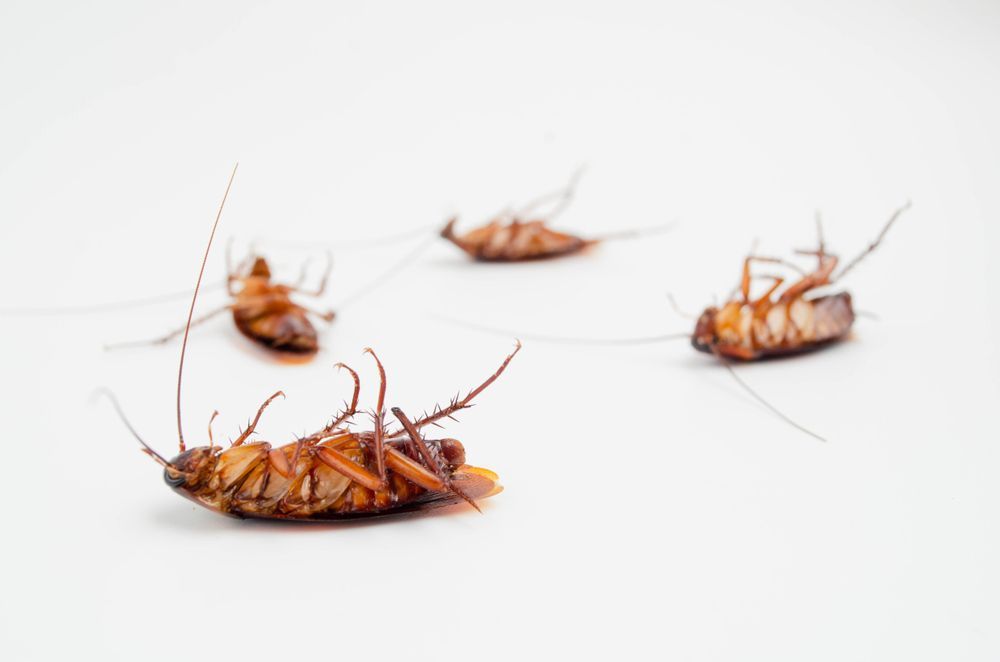 Dead Cockroaches on a White Surface, Lying on Their Backs — Phil Lindfield's Big Red Carpet Cleaning In Mid North Coast, NSW