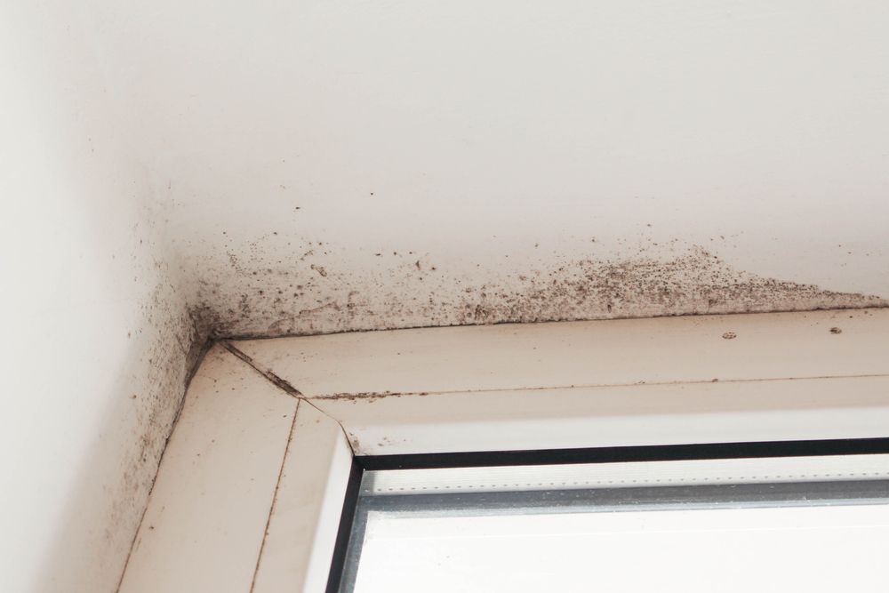 Mold Growth on Ceiling and Window Frame Corner — Phil Lindfield's Big Red Carpet Cleaning In Wingham, NSW