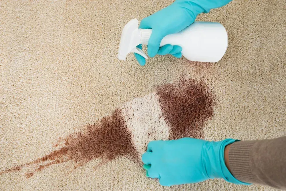Hands in Blue Gloves Spraying Stain Remover on a Carpet Stain — Phil Lindfield's Big Red Carpet Cleaning In Taree, NSW