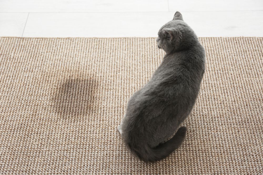 Cat Leaving Stain on Carpet — Phil Lindfield’s Big Red Carpet Cleaning & Pest Control in Taree, NSW