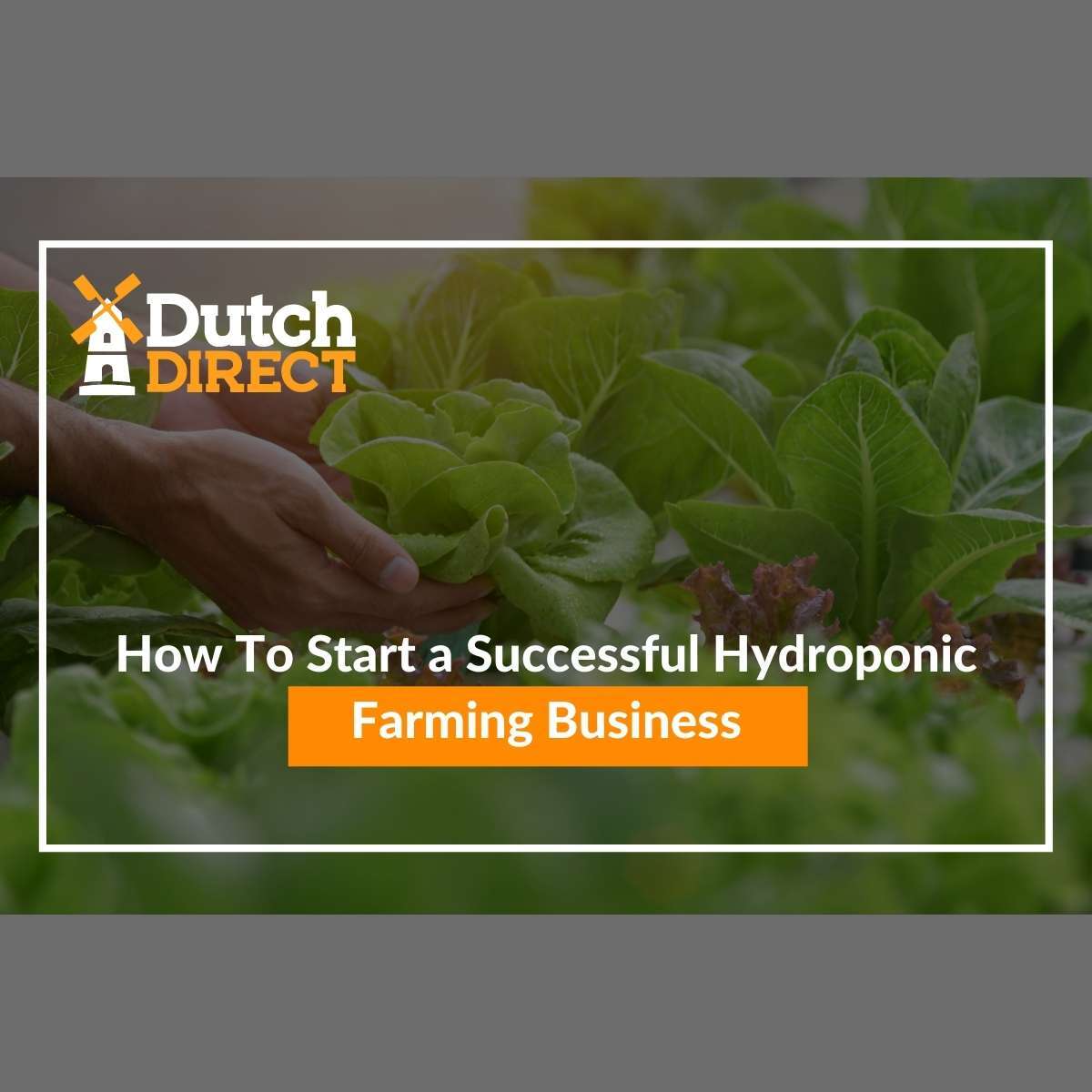 How To Start a Successful Hydroponic Farming Business