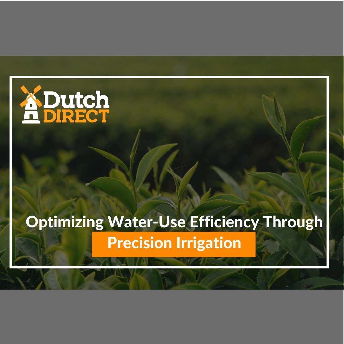 Optimizing Water-Use Efficiency Through Precision Irrigation