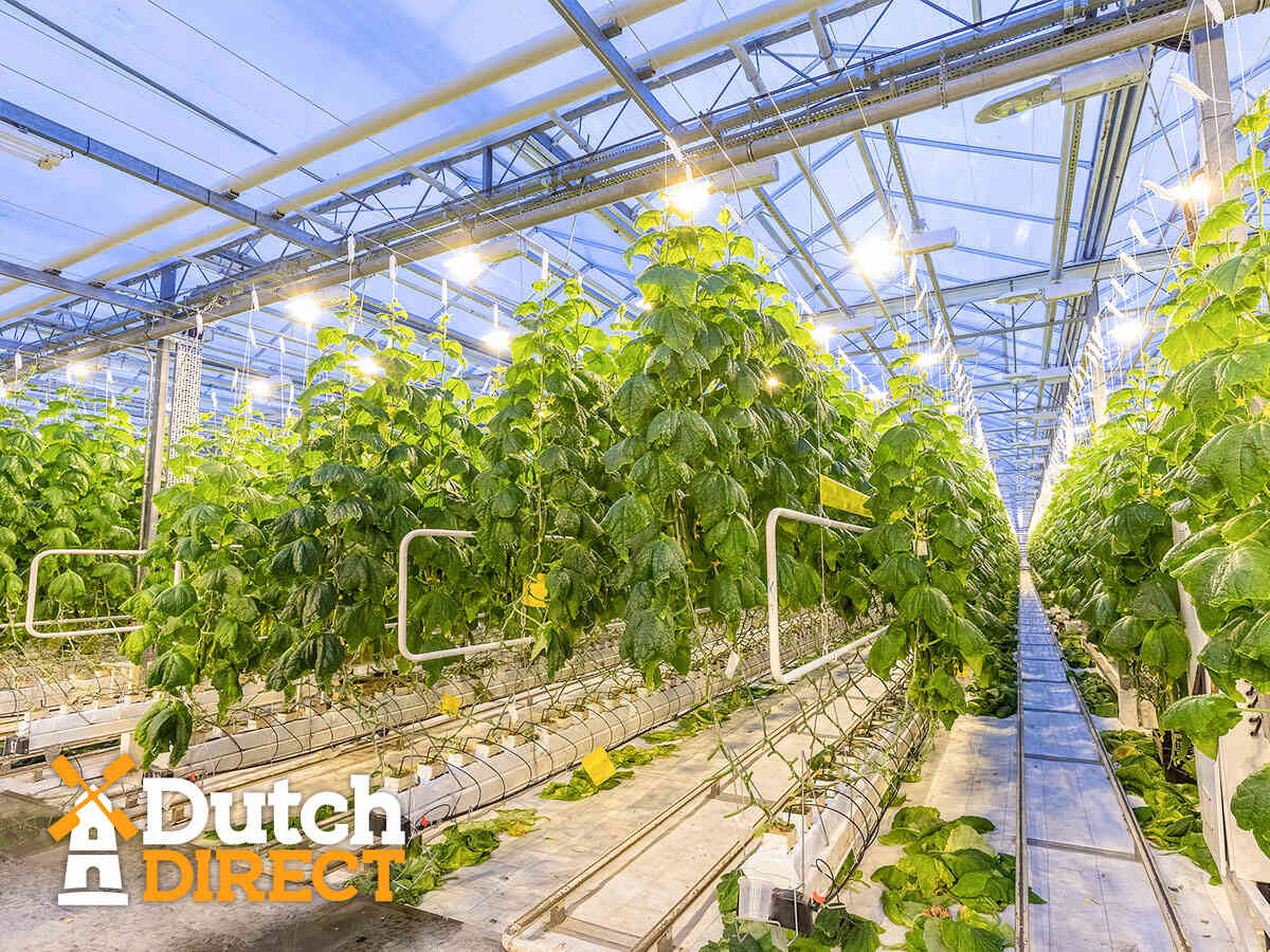 Greenhouse Artificial Lighting Systems In Phoenix, AZ