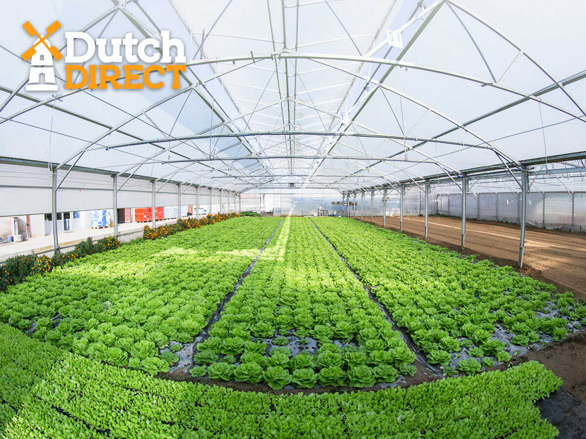 An Essential Guide To Start a Large Scale Hydroponic Farm Business In Phoenix, AZ